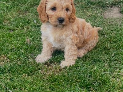Cavapoo x Cockapoo puppies in Kildare