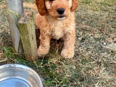 Cavapoo x Cockapoo puppies in Kildare