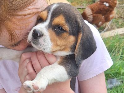 Adorable Puggle puppies in Offaly