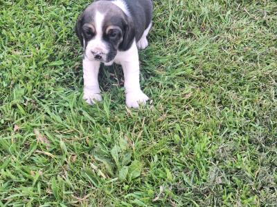 Adorable Puggle puppies in Offaly