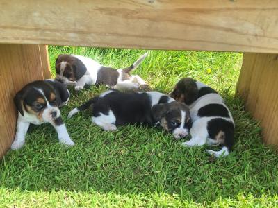 Adorable Puggle puppies in Offaly