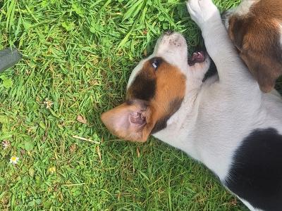 Adorable Puggle puppies in Offaly