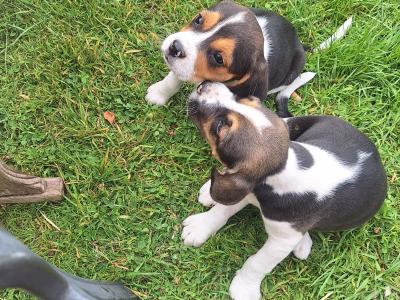 Adorable Puggle puppies in Offaly