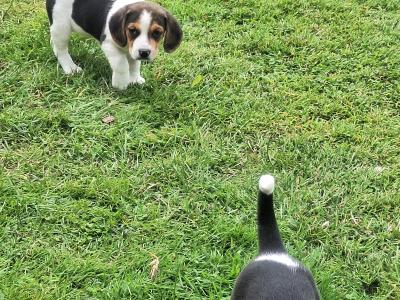 Adorable Puggle puppies in Offaly