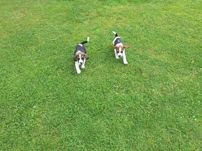 Adorable Puggle puppies in Offaly