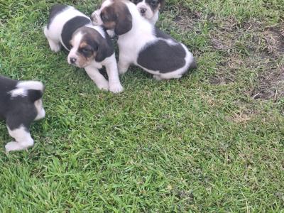Adorable Puggle puppies in Offaly