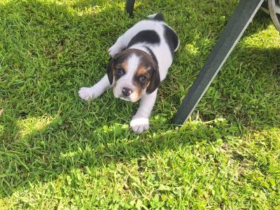 Adorable Puggle puppies in Offaly