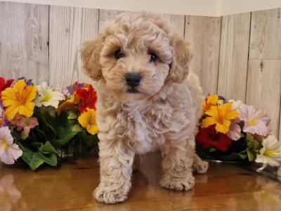 Vet Checked, Child Friendly Toy Poochon puppies in Limerick