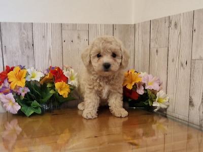 Vet Checked, Child Friendly Toy Poochon puppies in Limerick