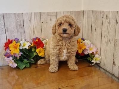 Vet Checked, Child Friendly Toy Poochon puppies in Limerick