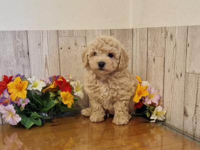 Vet Checked, Child Friendly Toy Poochon puppies in Limerick