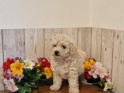 Vet Checked, Child Friendly Toy Poochon puppies in Limerick
