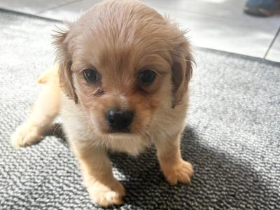 Cockeranian puppies (Cocker Spaniel x Pomeranian) for sale in Wexford