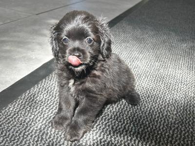 Cockeranian puppies (Cocker Spaniel x Pomeranian) for sale in Wexford