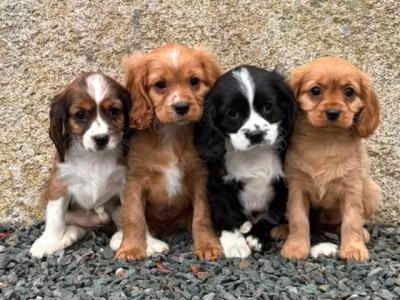 Cockalier puppies (Cocker Spaniel x Cavalier King Charles) in Wicklow