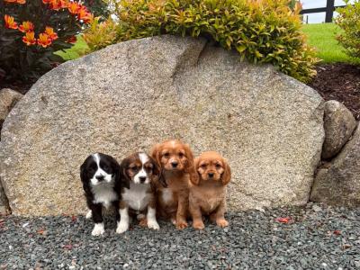 Cockalier puppies (Cocker Spaniel x Cavalier King Charles) in Wicklow