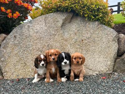 Cockalier puppies (Cocker Spaniel x Cavalier King Charles) in Wicklow