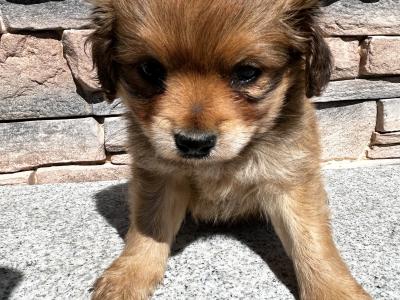 Cockeranian puppies (Cocker Spaniel x Pomeranian) for sale in Wexford