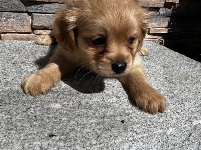 Cockeranian puppies (Cocker Spaniel x Pomeranian) for sale in Wexford