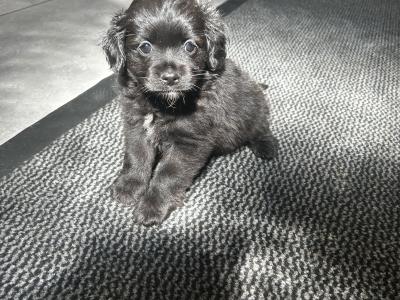Cockeranian puppies (Cocker Spaniel x Pomeranian) for sale in Wexford