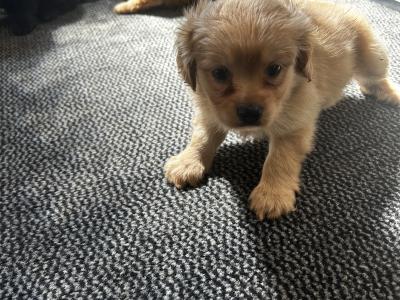 Cockeranian puppies (Cocker Spaniel x Pomeranian) for sale in Wexford
