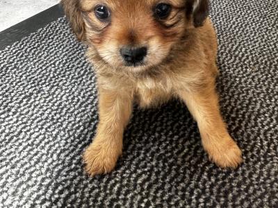 Cockeranian puppies (Cocker Spaniel x Pomeranian) for sale in Wexford