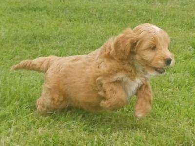 Cockapoo puppies in Sligo
