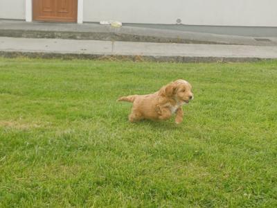 Cockapoo puppies in Sligo