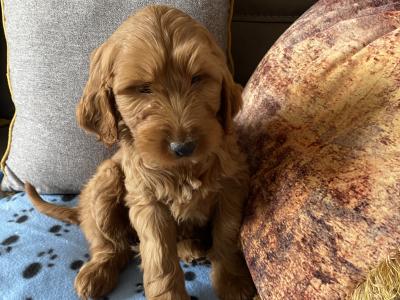 Red Cockapoo puppies for sale in Sligo