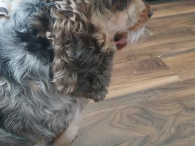 English Cocker Spaniel for stud in Mayo