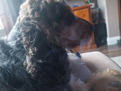 English Cocker Spaniel for stud in Mayo