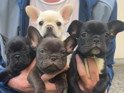 4 Beautiful Purebred French Bulldog puppies in Dublin