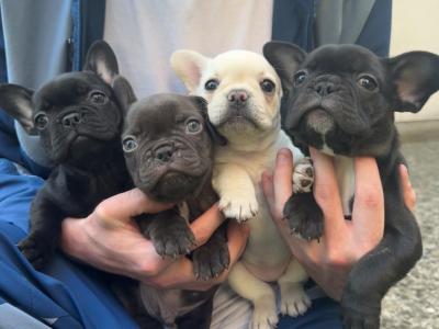 4 Beautiful Purebred French Bulldog puppies in Dublin