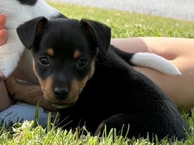 Stunning Small Breed Jack Russell Pupies