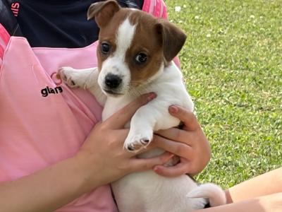 Stunning Small Breed Jack Russell Pupies