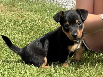 Stunning Small Breed Jack Russell Pupies