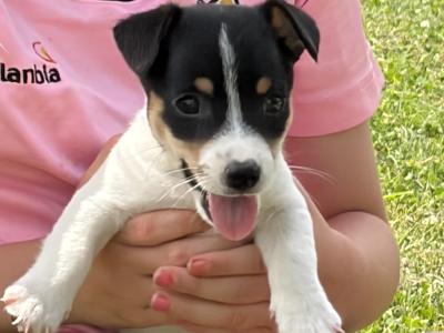 Stunning Small Breed Jack Russell Pupies