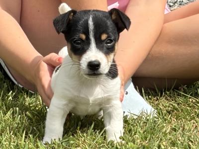 Stunning Small Breed Jack Russell Pupies