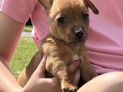 Stunning Small Breed Jack Russell Pupies