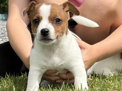 Stunning Small Breed Jack Russell Pupies