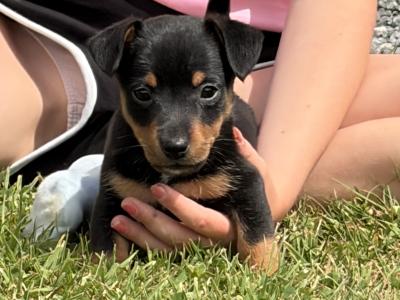 Stunning Small Breed Jack Russell Pupies