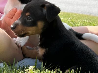 Stunning Small Breed Jack Russell Pupies