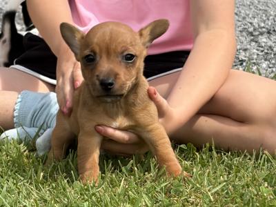 Stunning Small Breed Jack Russell Pupies