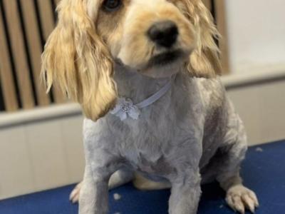Beautiful female Cavapoo 16 months old in Mayo