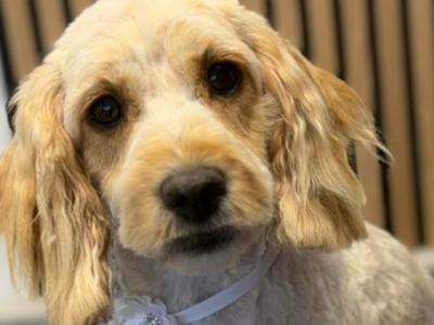 Beautiful female Cavapoo 16 months old in Mayo