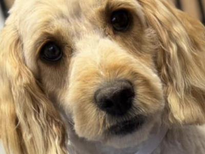 Beautiful female Cavapoo 16 months old in Mayo