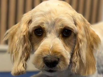 Beautiful female Cavapoo 16 months old in Mayo