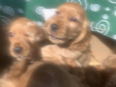 Cocker Spaniel puppies in Kilkenny €600
