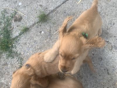 Cocker Spaniel puppies in Kilkenny €600