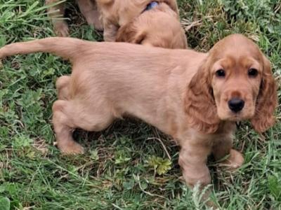 Cocker Spaniel puppies in Kilkenny €600